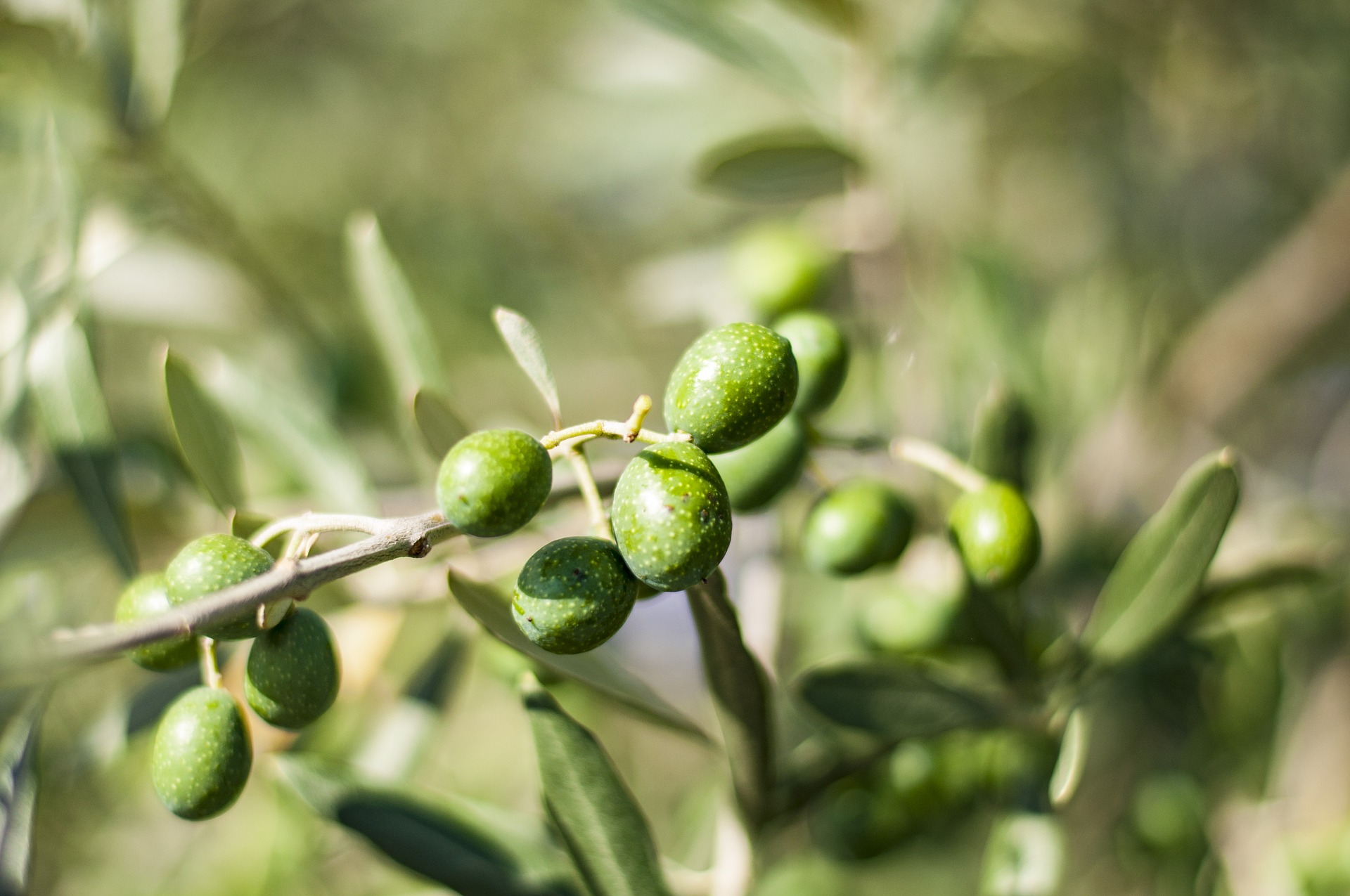 Photo of olive