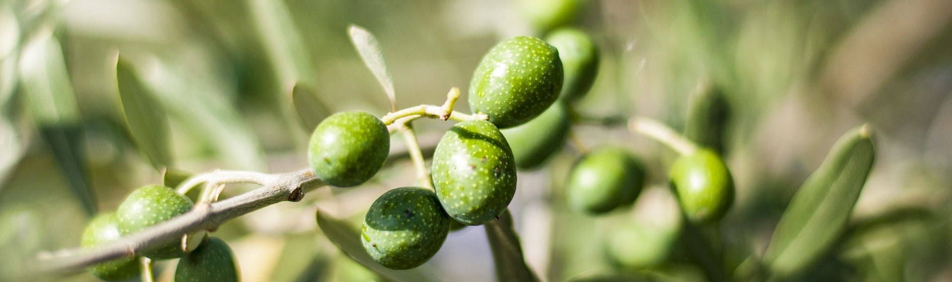 Olive photo